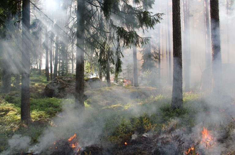 Incendie dans l’Hérault : le feu de Poussan sous contrôle après près de 150 hectares brûlés