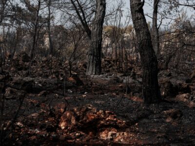 A dramatic scene of a burned forest after a wildfire with charred trees and soil.