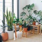 Comment transplanter correctement les plantes pour votre déménagement - France-Actu