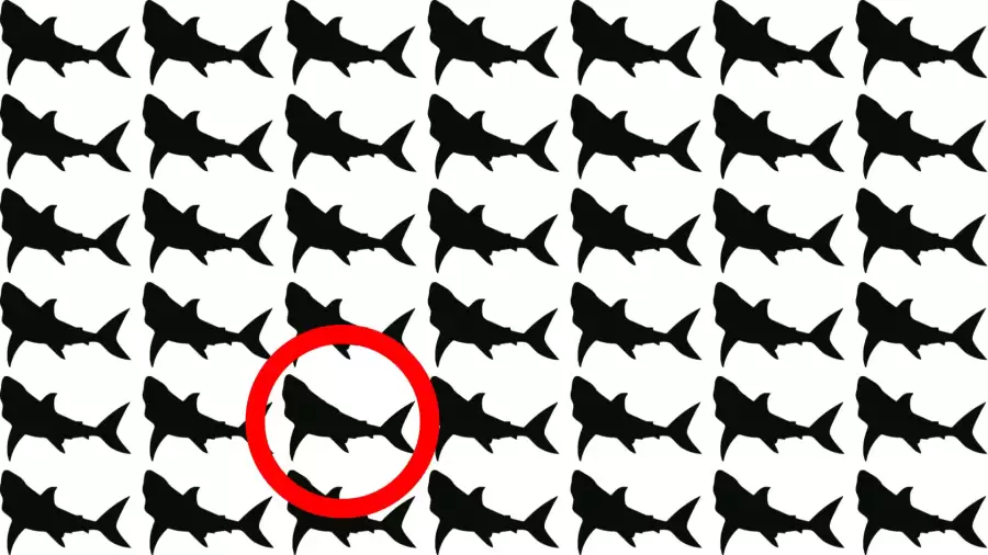 Test de réflexion : Pouvez-vous repérer le poisson étrange en 10 secondes